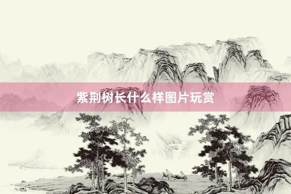 紫荆树长什么样图片玩赏